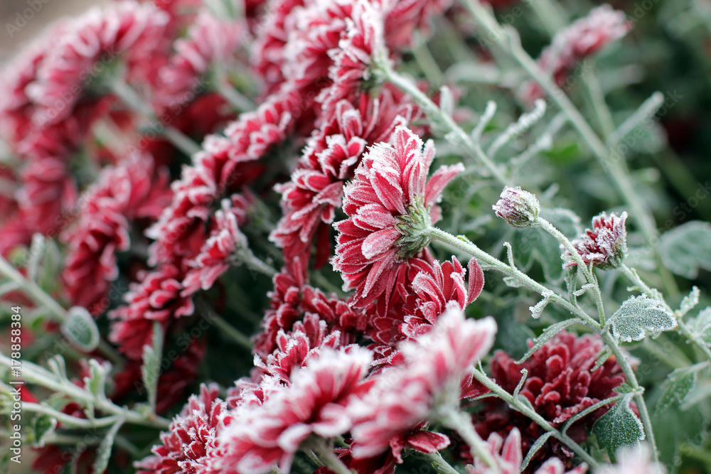 Chrysanthemums in the snow. Chrysanthemums. Red chrysanthemums under snow. First snow. Autumn and snow Chrysanthemums in the snow. Chrysanthemums. Red chrysanthemums under snow. First snow. Autumn and snow