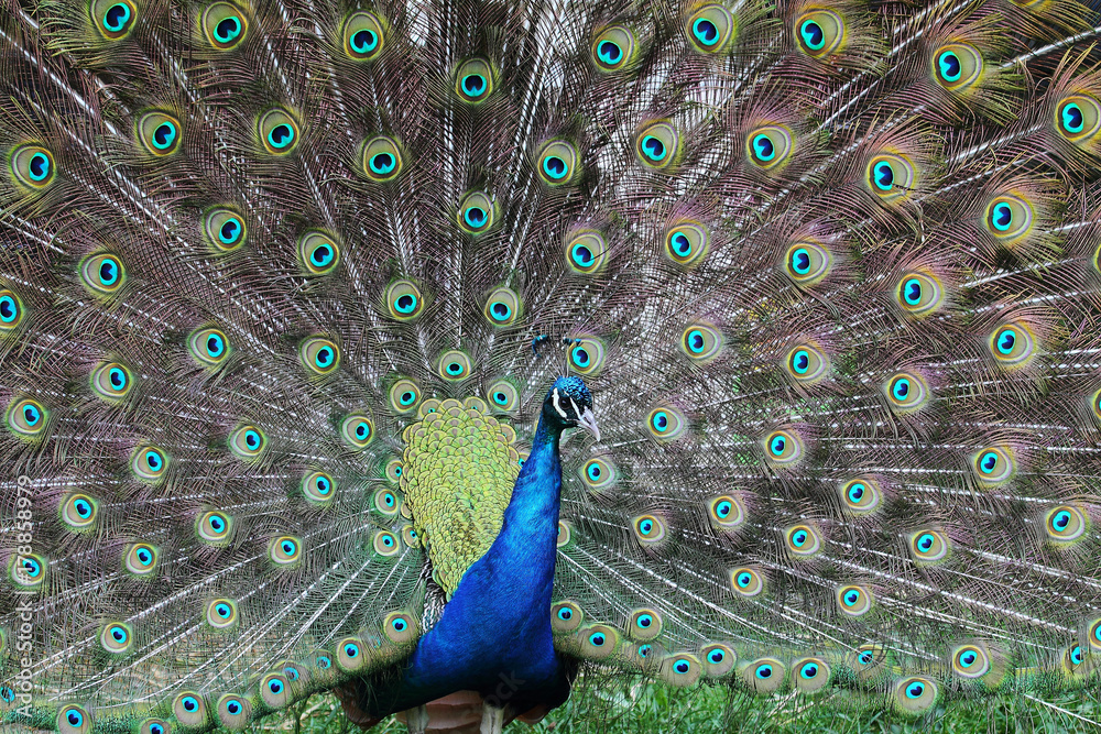 Fototapeta premium Peacock. Beautiful peacock bird display