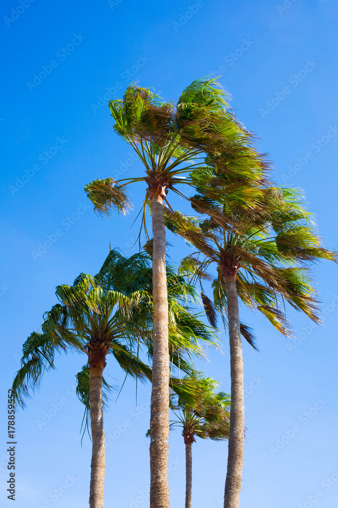 Fototapeta premium palm trees