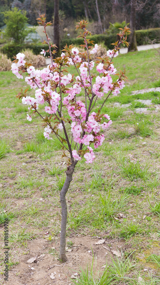 Obraz premium tree of gentle pink cherry blossoms