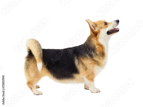 dog on a white background