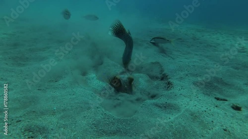 Blue-spotted Stingray (Taeniura lymma) digging in the sand in search of food, Red sea, Marsa Alam, Abu Dabab, Egypt
 photo