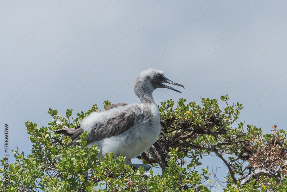 Red-footed Booby, baby, beautiful exotic bird in an atoll in French Polynesia 
