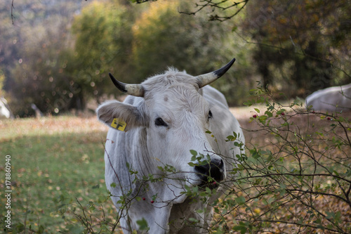 White Marchigiana Cow eating