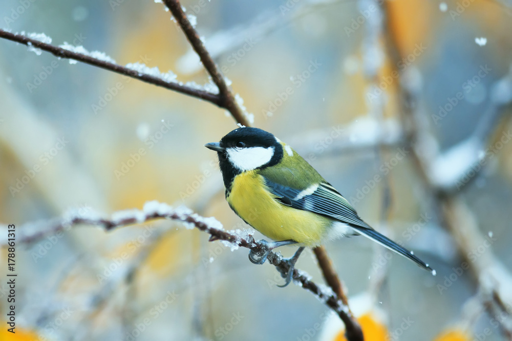 Obraz premium beautiful bird sitting in the late autumn in the Park on a branch of a birch in the snow