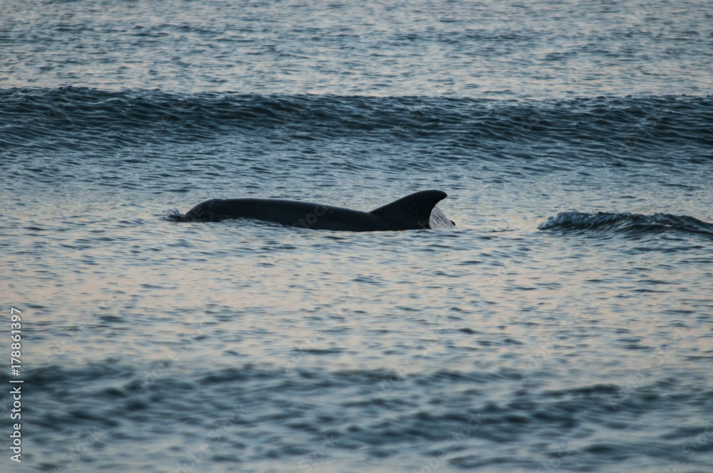 Obraz premium The fin of a Common Bottlenose Dolphin, Tursiops truncatus, breaks the surface in the surf of Wrightsville Beach, North Carolina.
