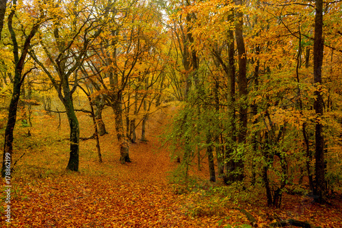 Beautiful autumn forest 22