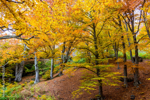 Beautiful autumn forest 9 © andreymuravin