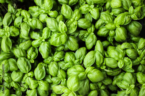 Fresh basil