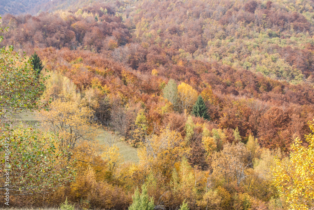 Beautiful Autumn nature colors of mountain forest