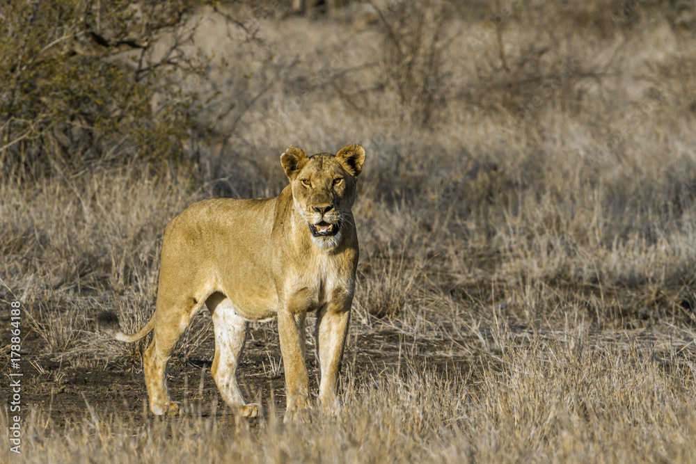 African lion in Kruger National park, South Africa African lion in Kruger National park, South Africa