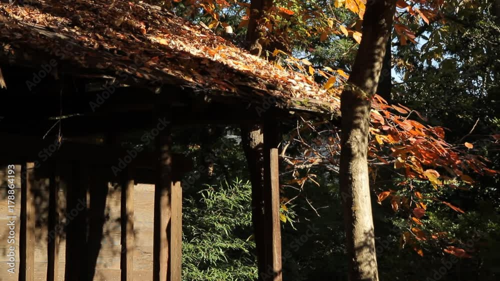 Autumn Leaves / Fall Colors / Roof - Fix Autumn Leaves / Fall Colors / Roof - Fix