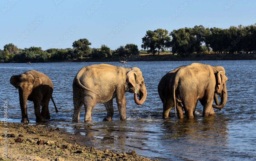 Fototapeta premium Bathing elephants