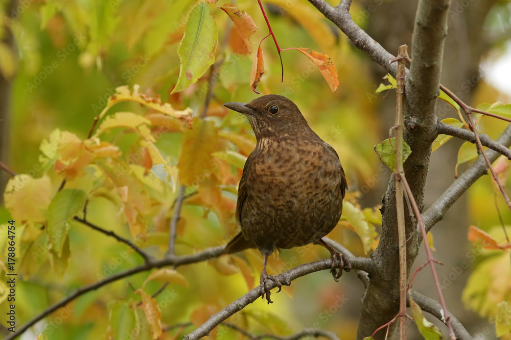 Obraz premium Дрозд черный.