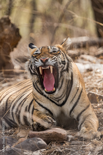 Fototapeta Naklejka Na Ścianę i Meble -  Tigress From Ranthambore National Park, India