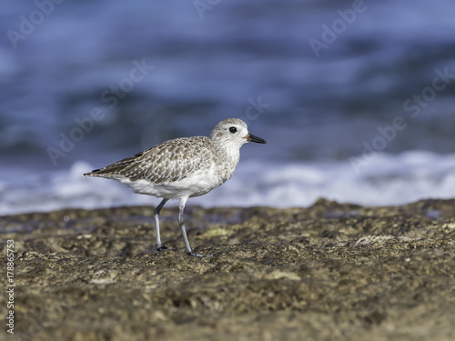 Grey Plover Foraging on a Beach