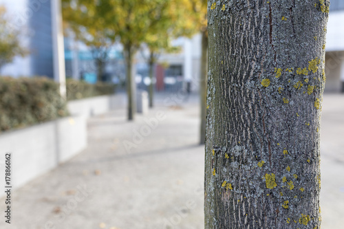 Close up of a tree trunk with lichen growing on its bark on a Autumn day outside a contemporary modern building in England, UK