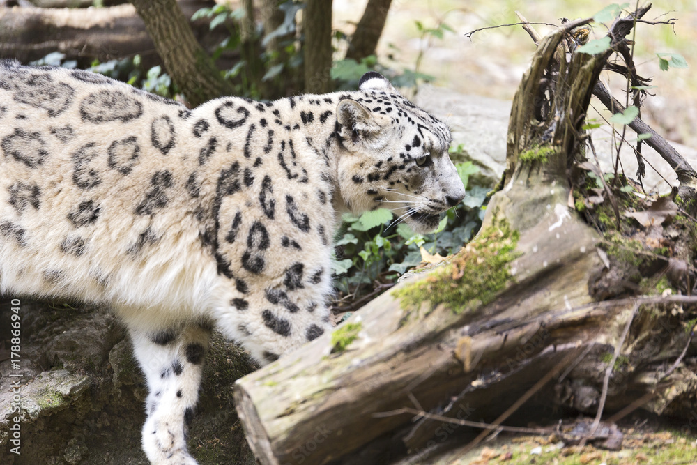The snow leopard or ounce (Panthera uncia)
