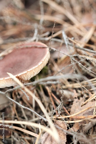 mushroom photo