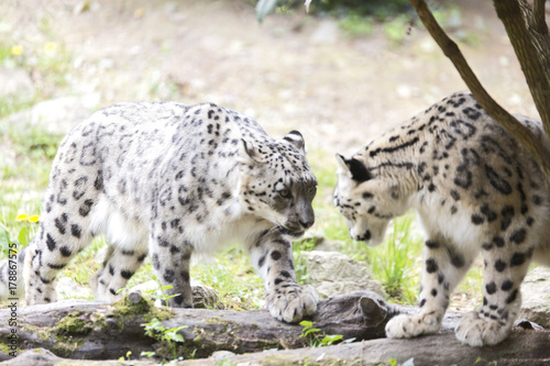 Pair of The snow leopards or ounce (Panthera uncia)  © saad