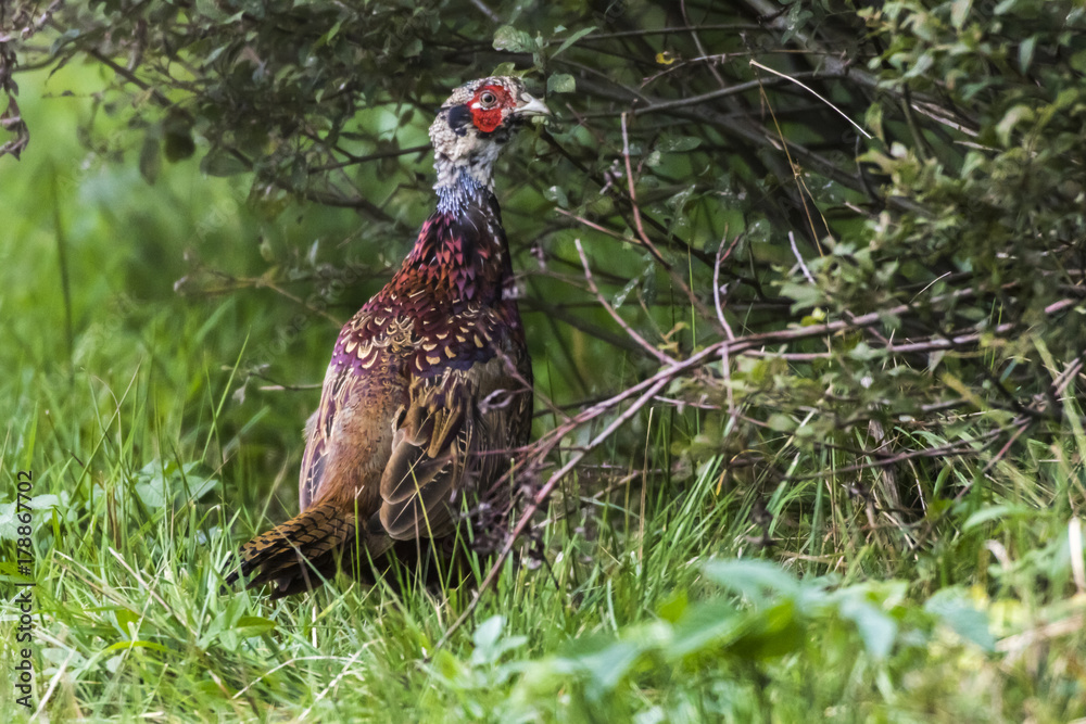 Fototapeta premium Fasan (Fasanius colchicus)