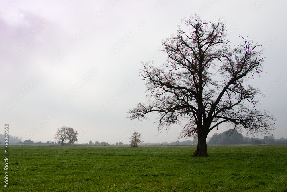 mighty tree on pastures in autumn misty morning, linden tree with fallen leaves mighty tree on pastures in autumn misty morning, linden tree with fallen leaves