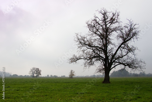 mighty tree on pastures in autumn misty morning  linden tree with fallen leaves