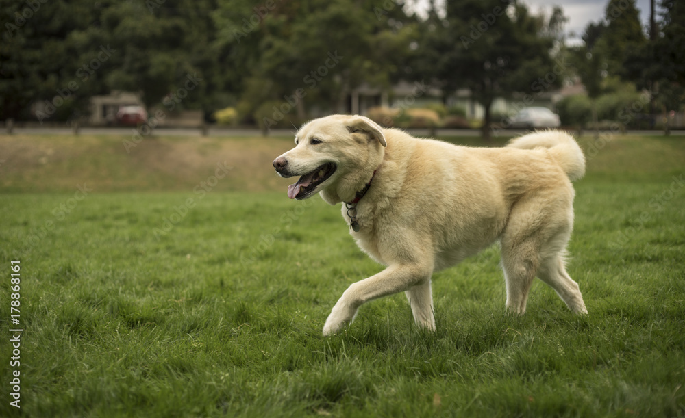 Labrador Husky Dog Walking in the Park