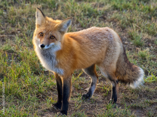 Red Fox © Joseph Saladino