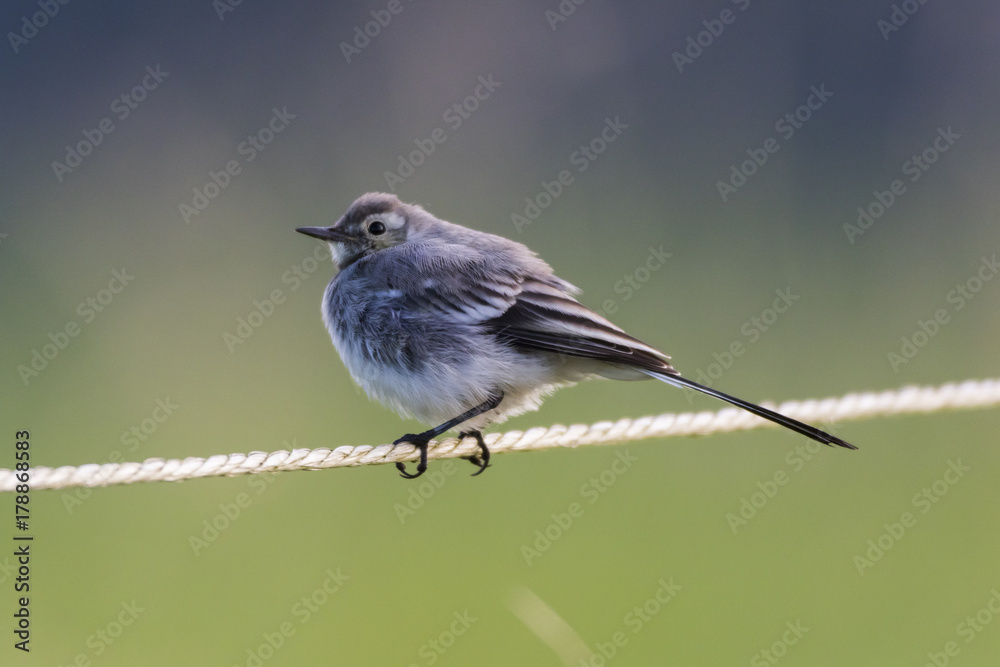 Bachstelze (Motacilla alba) Bachstelze (Motacilla alba)