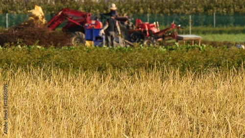 View of agricultural landscape of south korea in rice field
