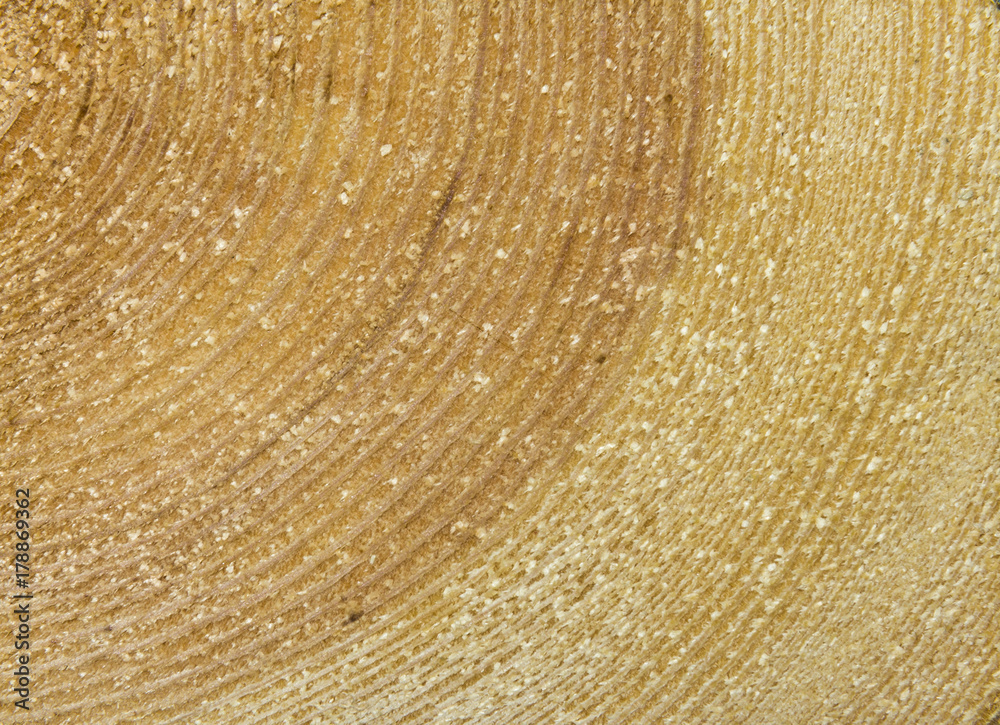 Naklejka premium Stack of spilled logs in the forest, side view.