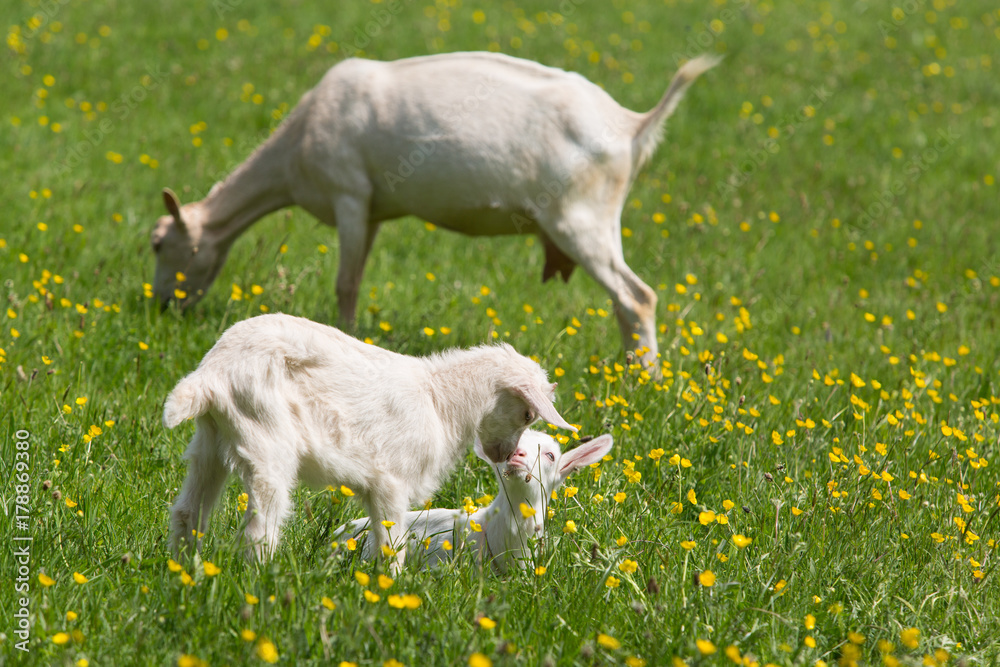 Chevreaux jouant dans la prairie Chevreaux jouant dans la prairie