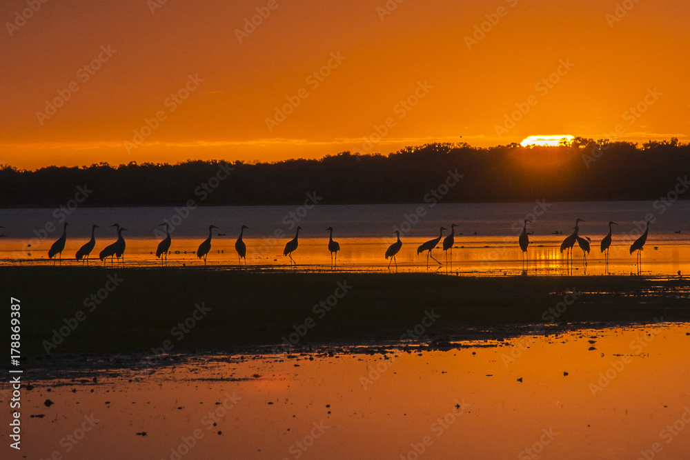 Naklejka premium Myakka Sunset