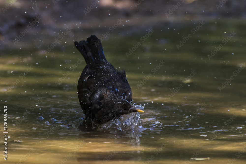 Obraz premium Amsel (Turdus merula)