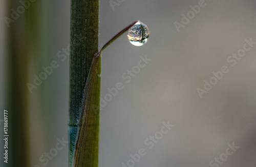 Dew Drop on Bamboo Leaf