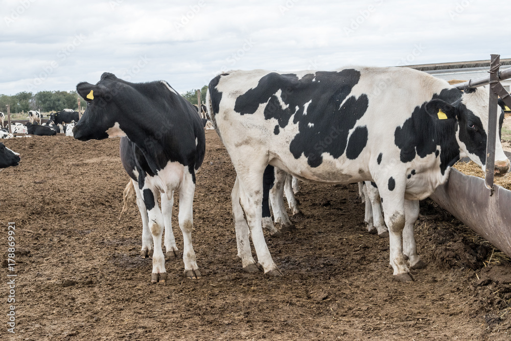 A large cattle farm. The state farm supplies milk and meat to the entire Volgograd region. A large cattle farm. The state farm supplies milk and meat to the entire Volgograd region.