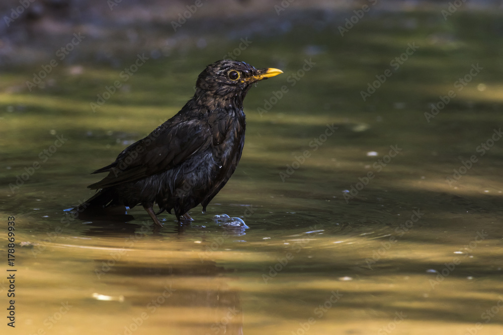 Amsel (Turdus merula) Amsel (Turdus merula)