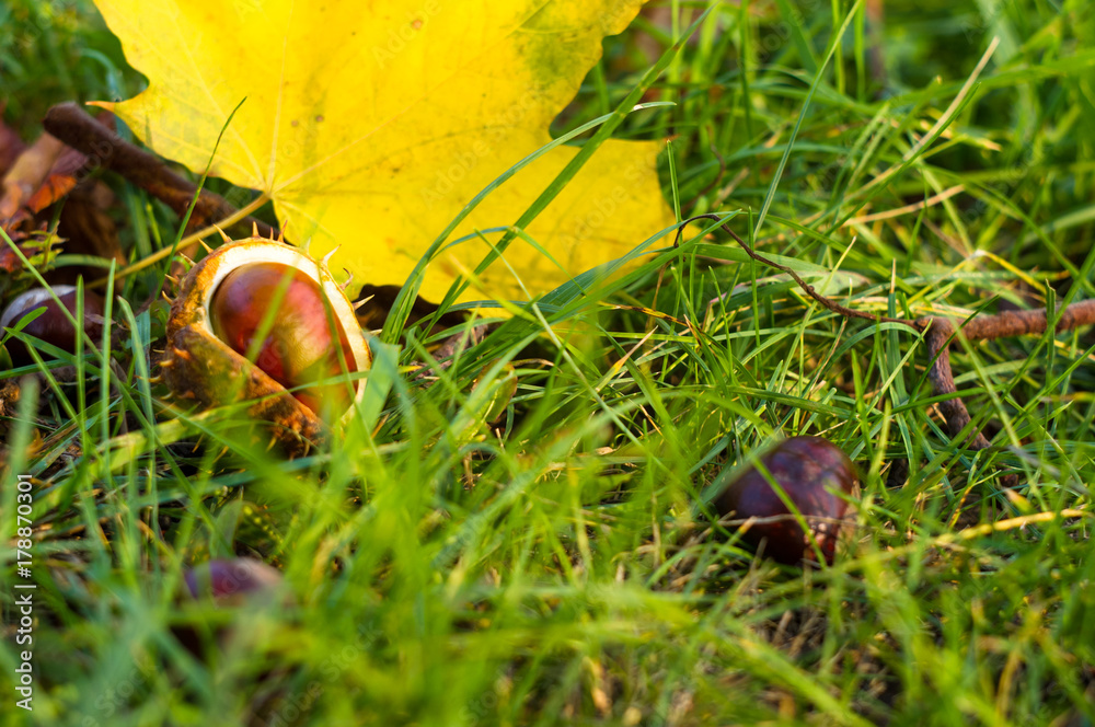 autumn leaves and chestnuts in green grass autumn leaves and chestnuts in green grass