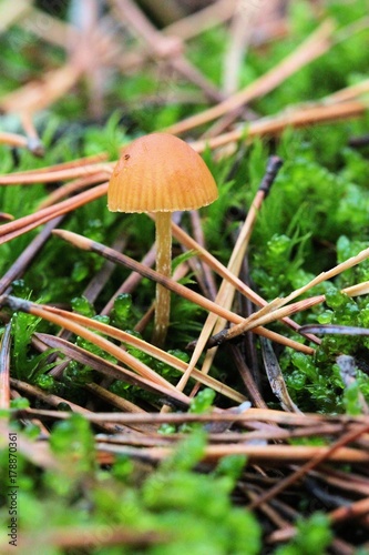 mushroom photo