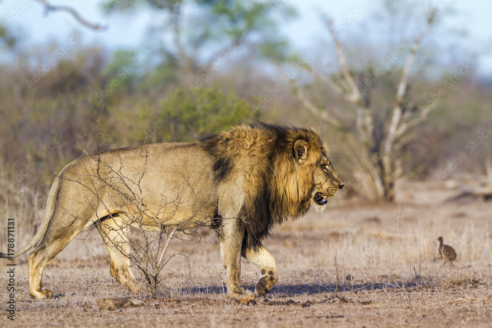 African lion in Kruger National park, South Africa African lion in Kruger National park, South Africa