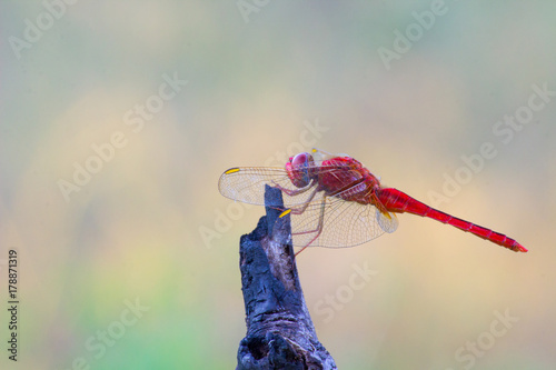 Dragonfly photo