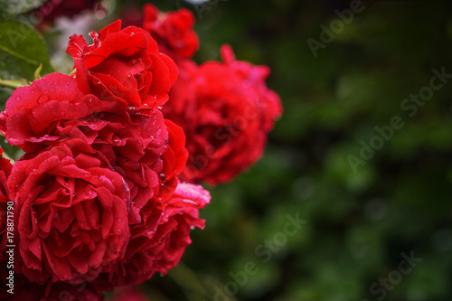 Beautiful branch of a red bush rose with a drop on a background of green bushes after the rain in the garden