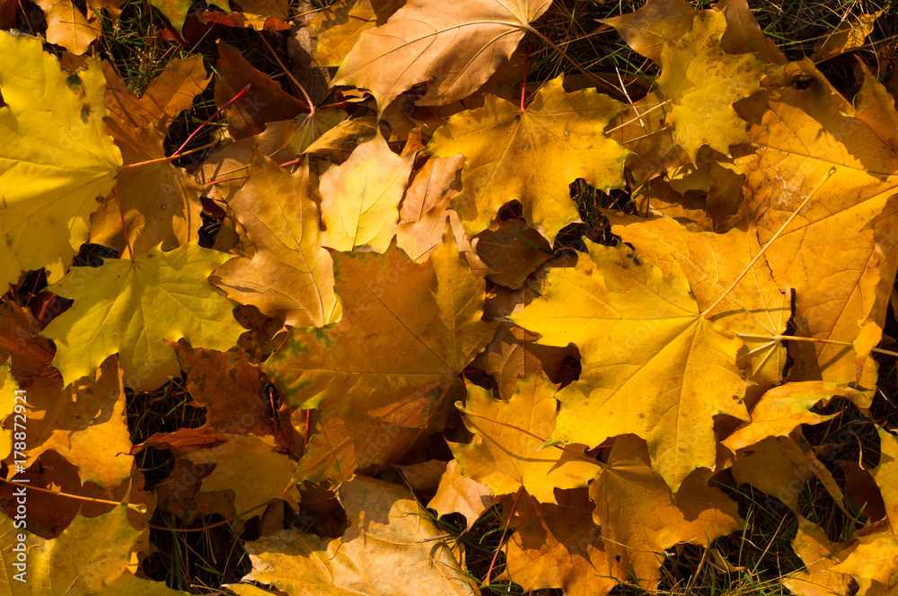 Fototapeta premium autumn leaves in green grass