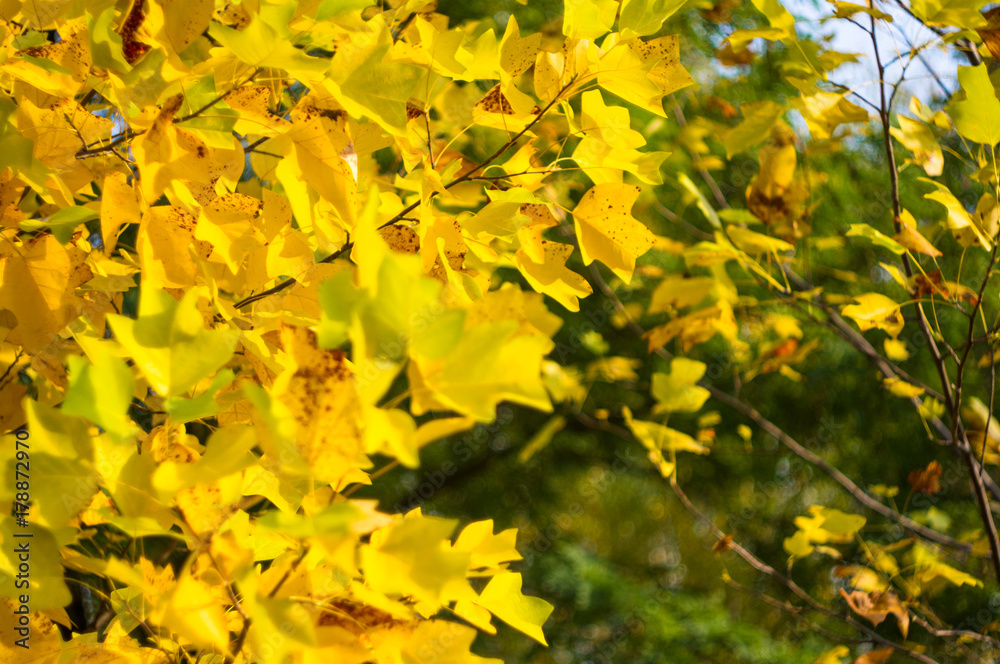 autumn yellow leaves