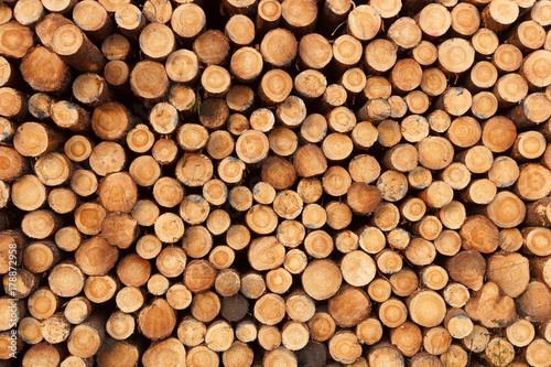 a background from fresh stack of logs