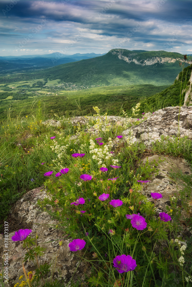 Summer mountain valley with many purple flowers