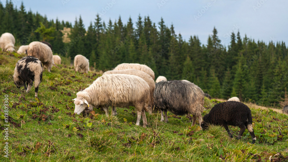 Fototapeta premium Panorama of landscape with herd of sheep graze on green pasture in the mountains. Young white and brown sheep graze on the farm.