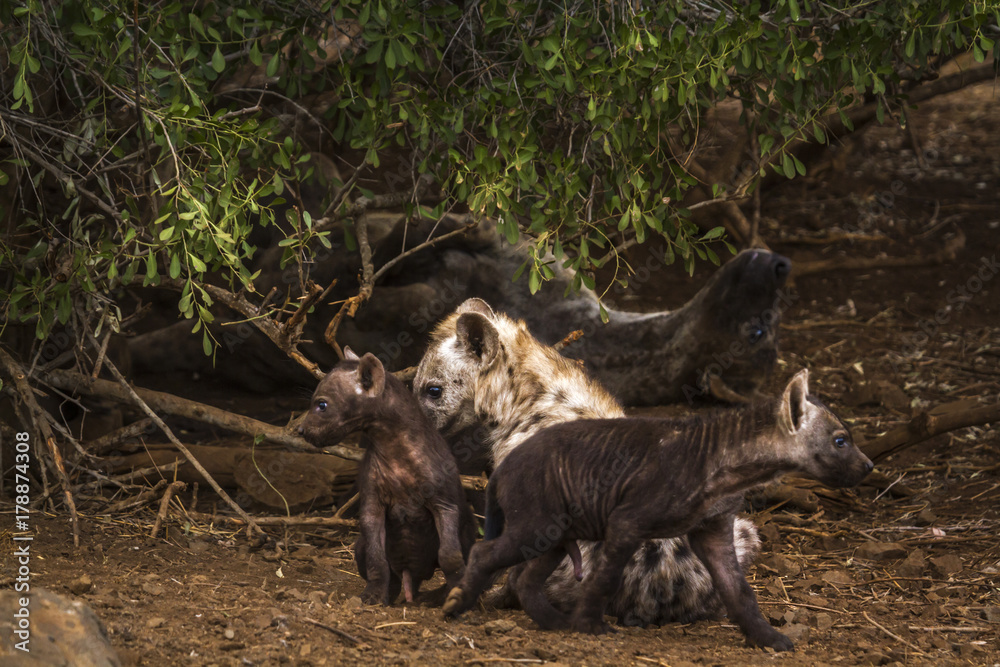 Spotted hyaena in Kruger National park, South Africa Spotted hyaena in Kruger National park, South Africa