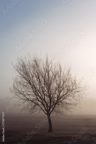 Lone tree at dawn with fog